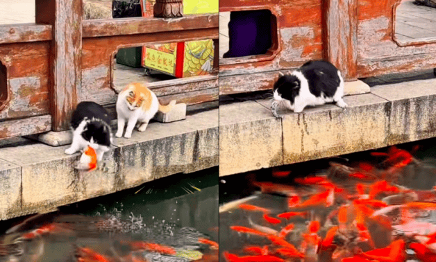 日用消费品免税店来了 复婚能休婚假吗？全国多地明确……不朽情缘正规网站即日生效！中国黄金回购规则调整 海南(图8)